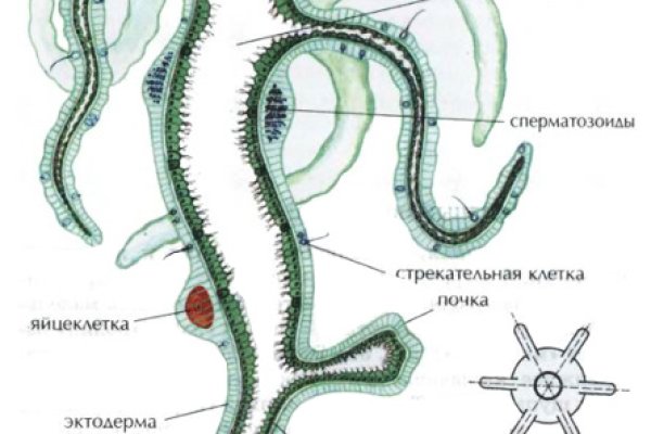 Что такое кракен в интернете