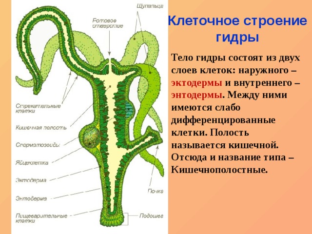 Какая ссылка у кракена
