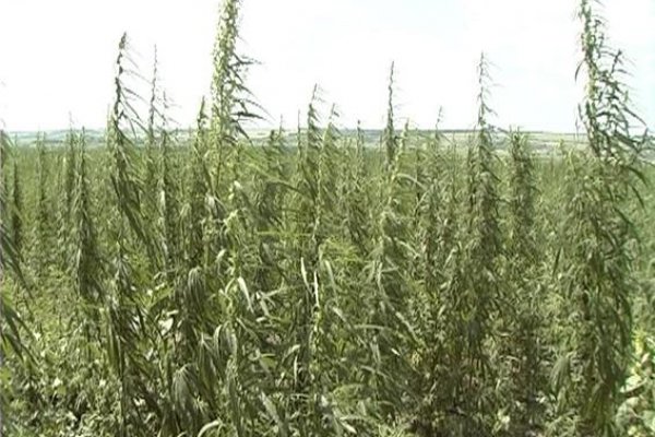 Кракен наркошоп сайт